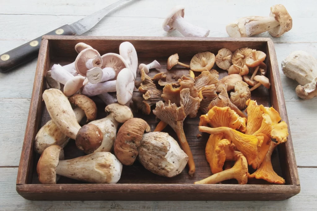 assorted mushrooms