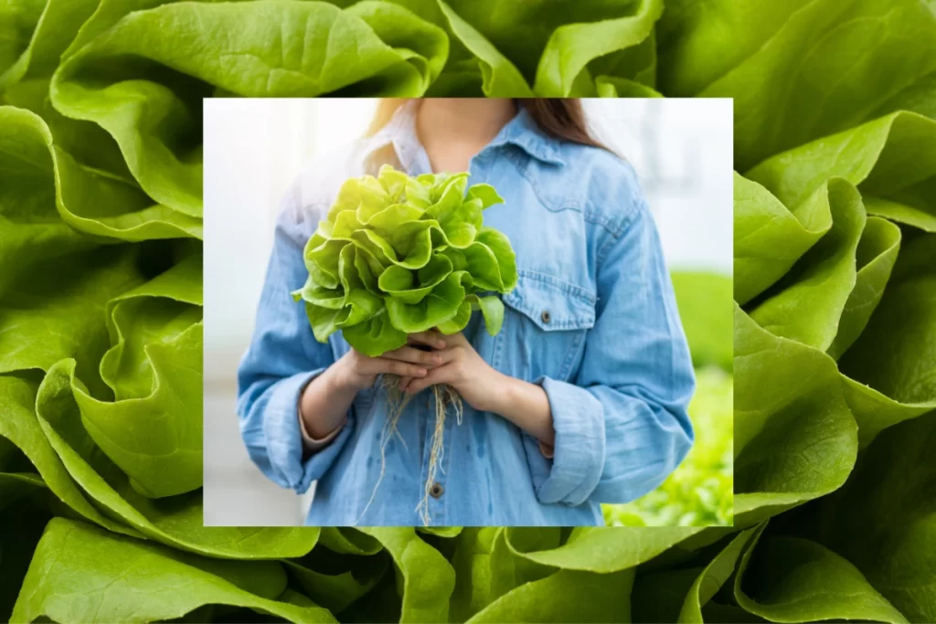 lettuce
