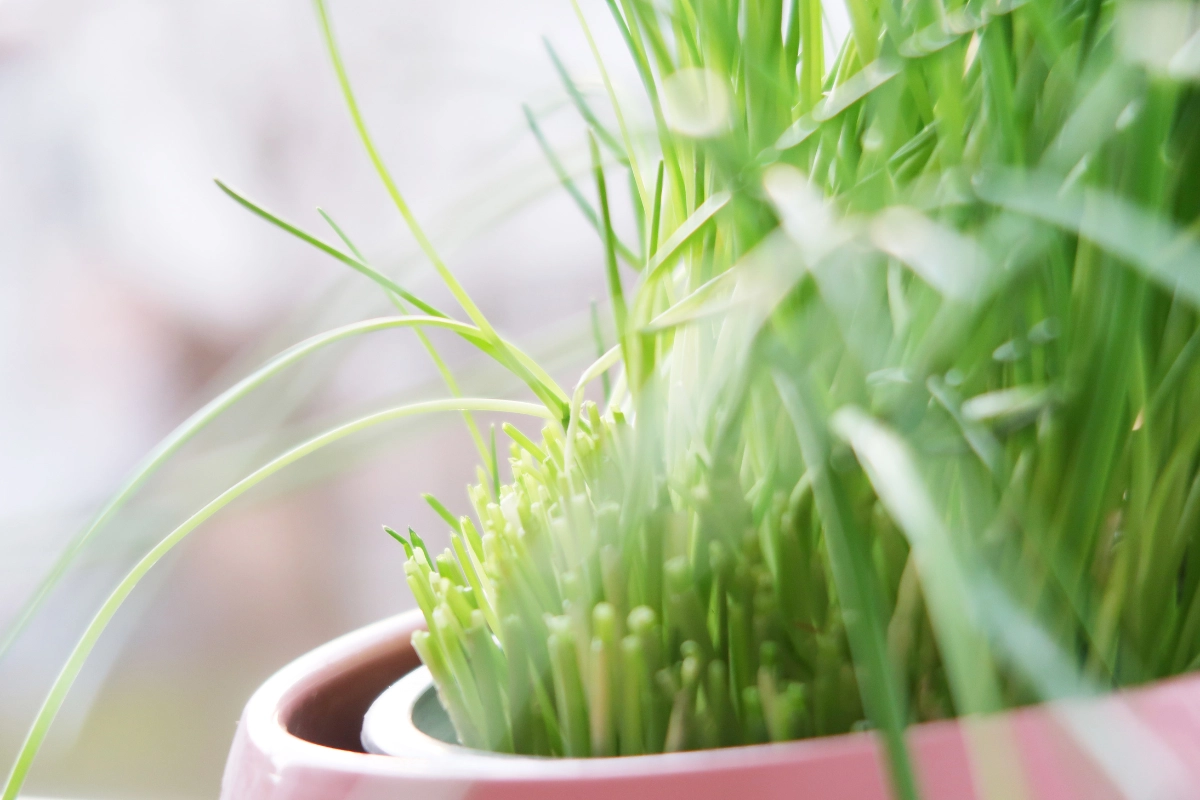 Chives