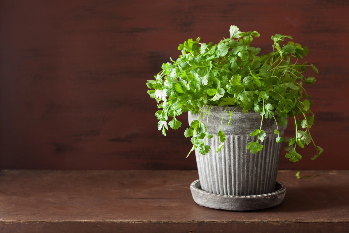 Indoor Herb Garden Ideas