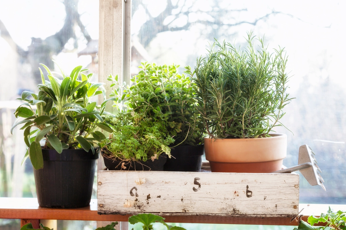 Indoor Herb Garden Ideas