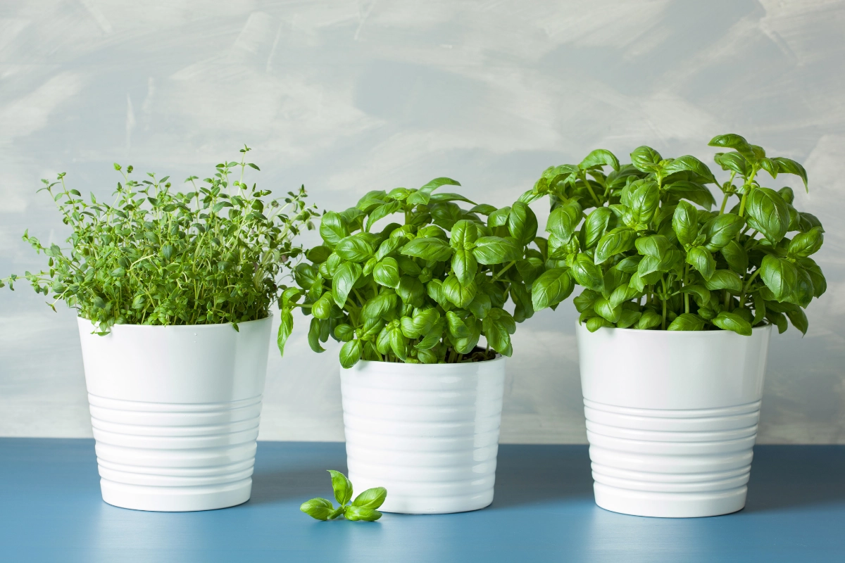 Indoor Herb Garden Ideas