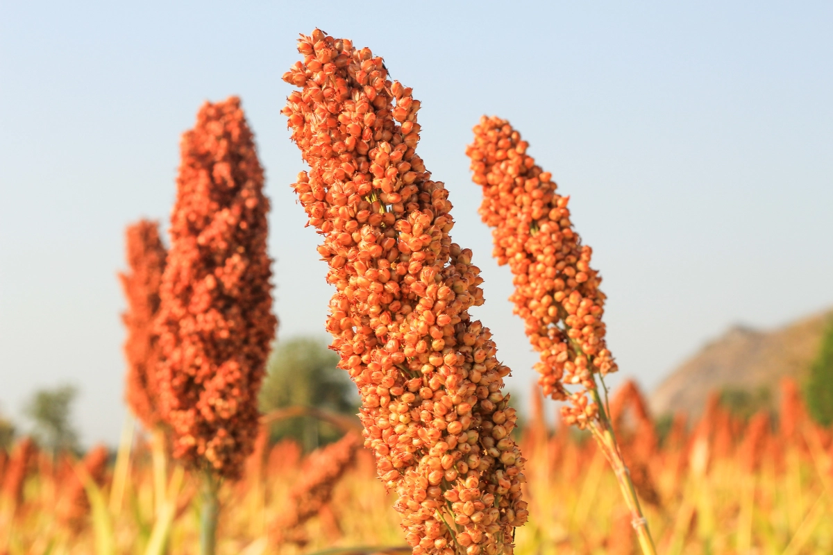 Sorghum