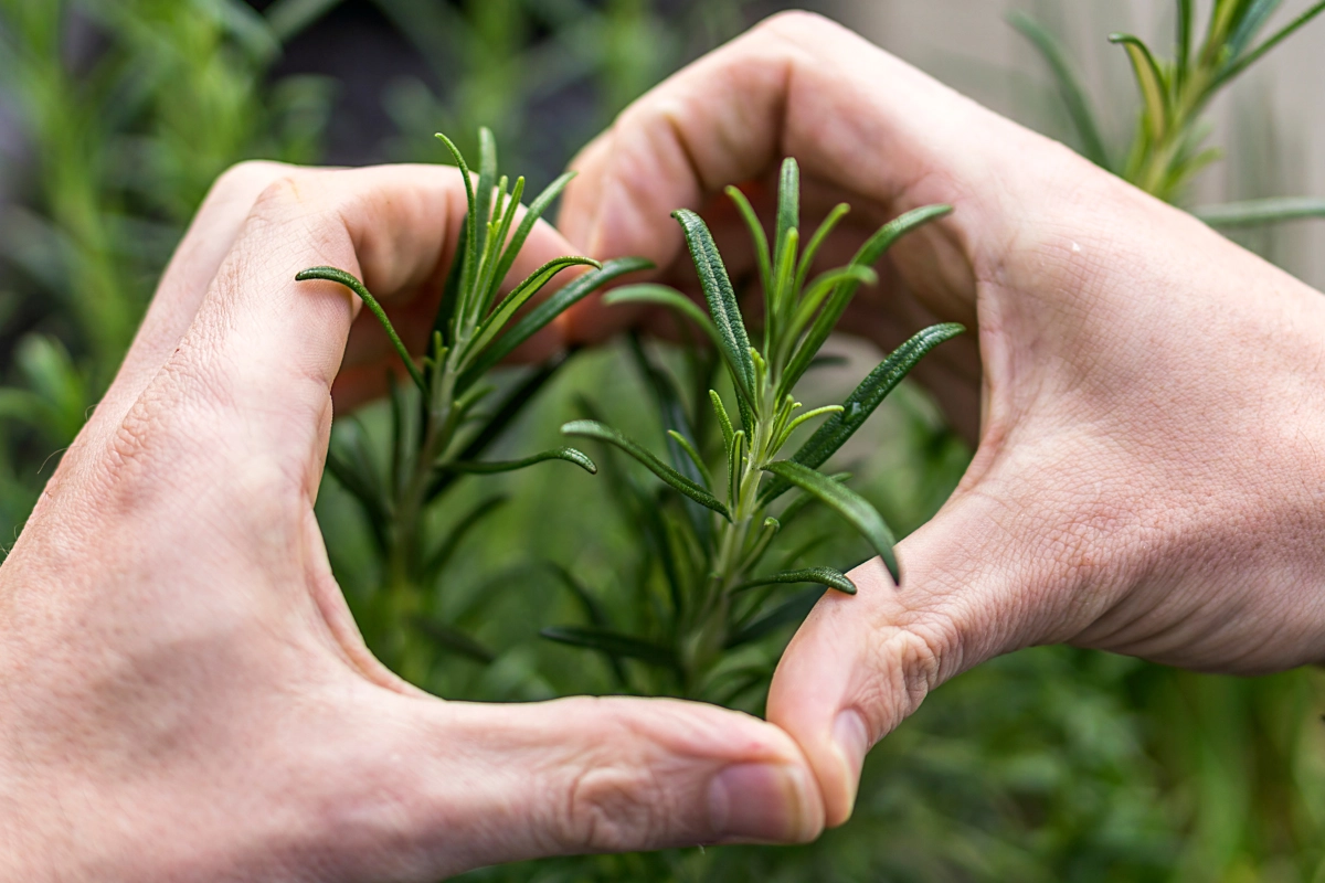 Indoor Herb Garden Ideas